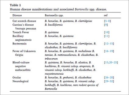 Chart of human disease manifestations associated with Bartonella species