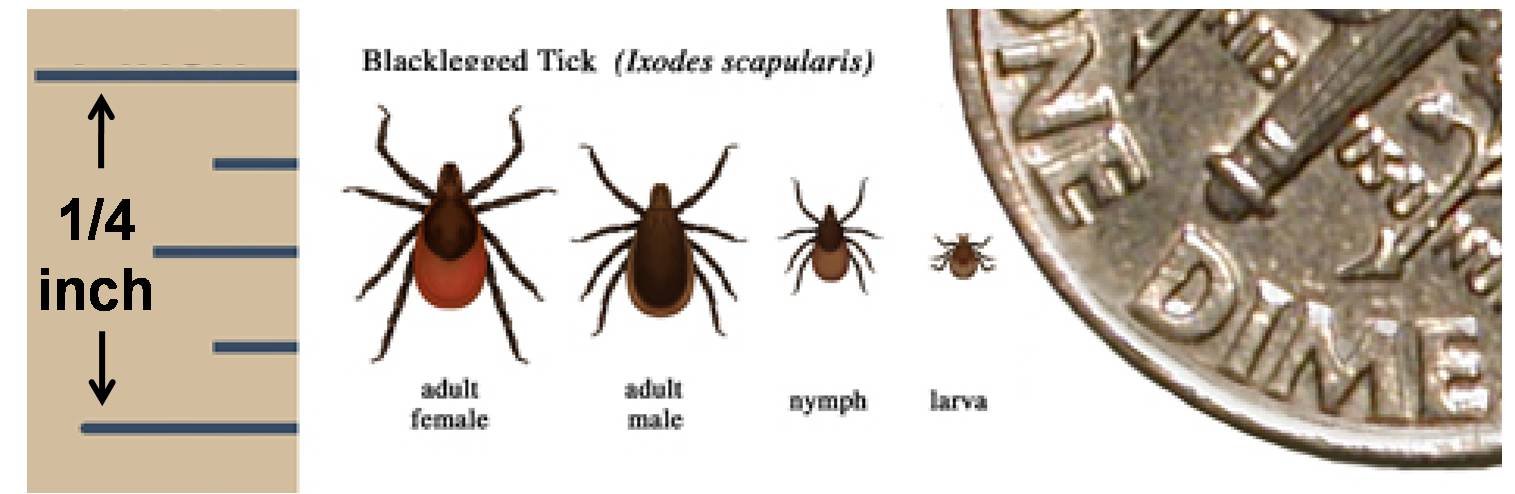 Ixodes scapularis - blacklegged deer tick, primary vector of Lyme disease