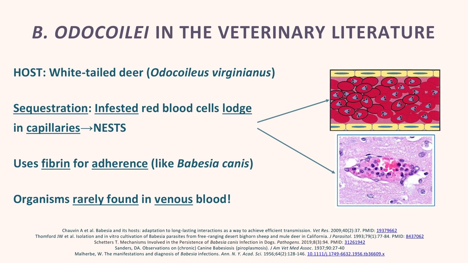 Lindner presentation slide on Babesia odocoilei veterinary literature, white-tailed deer host, sequestration, fibrin adherence, and negative venous blood smears